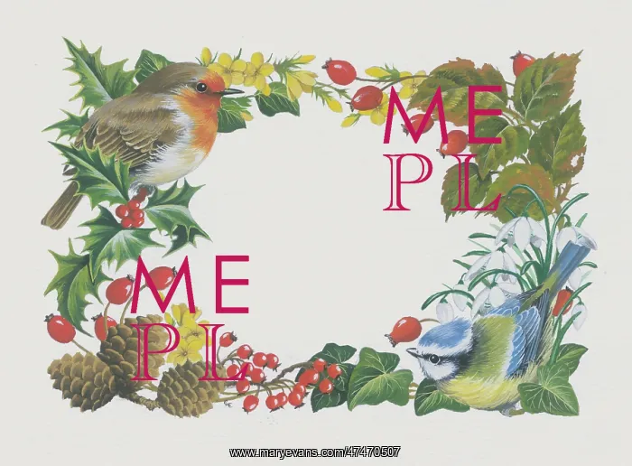  : Boader with Robin and Blue Tit and winter plants