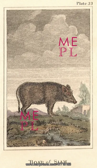 : Boar of Siam