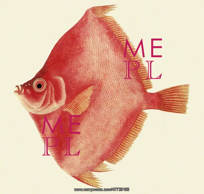  : Boarfish, Antigonia capros