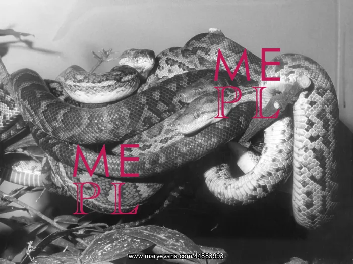  : BOAS & PYTHON