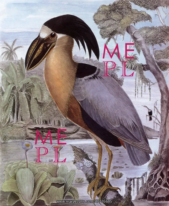 : Boat-billed Heron, Cochleanius cochlearuis : Boat-billed Heron, Cochleanius cochlearuis