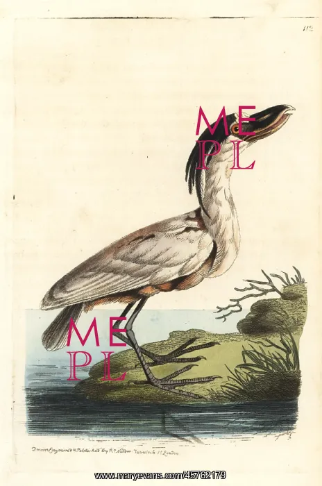 : Boat-billed heron, Cochlearius cochlearius : Boat-billed heron, Cochlearius cochlearius