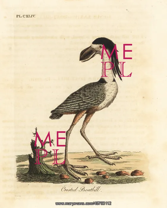 : Boat-billed heron, Cochlearius cochlearius : Boat-billed heron, Cochlearius cochlearius