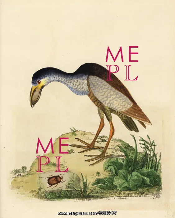 : Boat-billed heron, Cochlearius cochlearius : Boat-billed heron, Cochlearius cochlearius