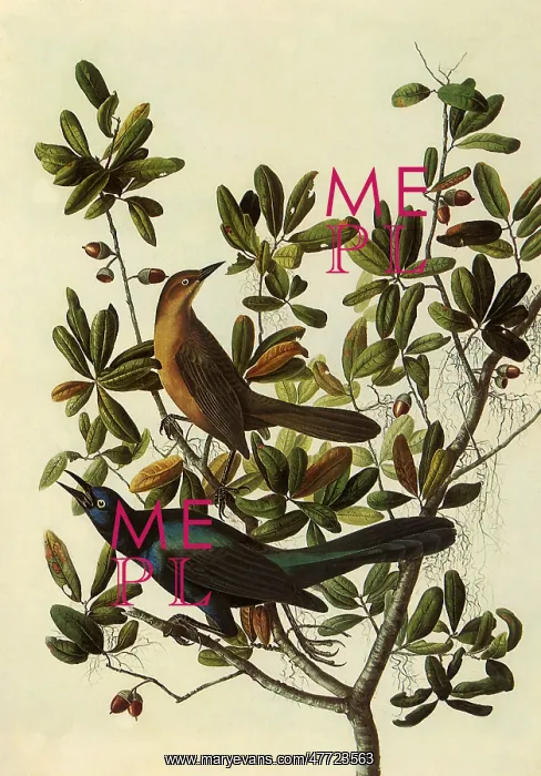  : Boat-Tailed Grackle, Cassidix mexicanus