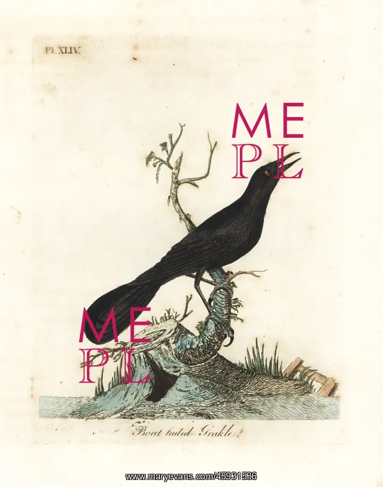 : Boat-tailed grackle, Quiscalus major : Boat-tailed grackle, Quiscalus major