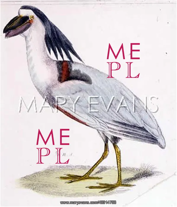  : BOATBILL. (Cancroma cochlearia) A bird of the heron tribe