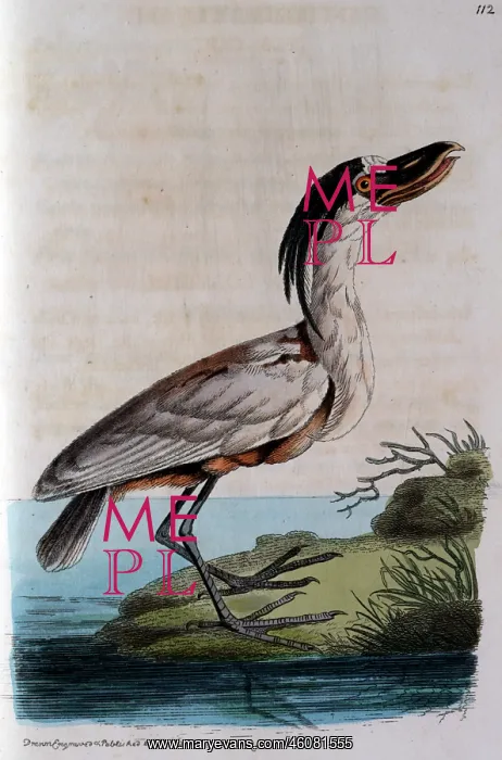 : Boatbill standing by the edge of a river : Boatbill standing by the edge of a river