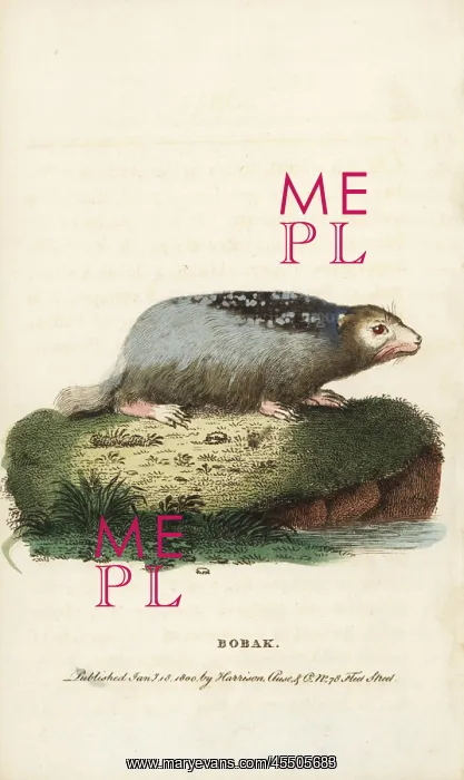 : Bobak marmot, Marmota bobak : Bobak marmot, Marmota bobak