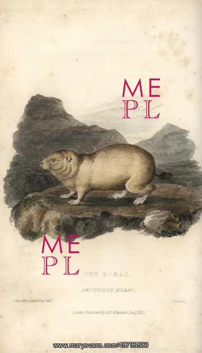 : Bobak marmot, Marmota bobak : Bobak marmot, Marmota bobak