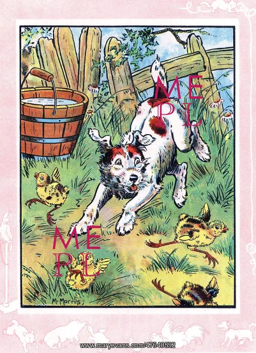 : Bobby the dog playing with the chicks : Bobby the dog playing with the chicks