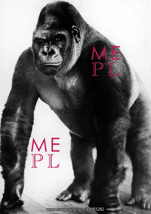 : Bobby the gorilla, 1934 : Bobby the gorilla, 1934