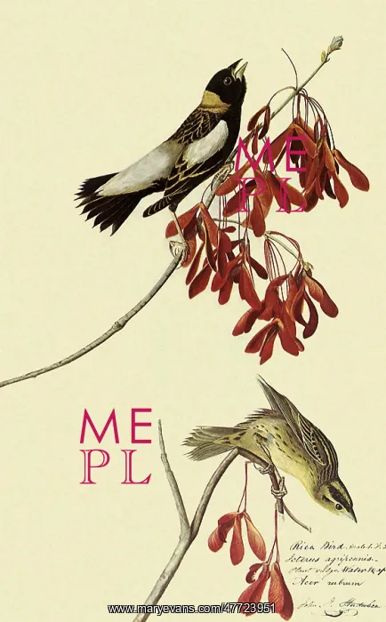  : Bobolink, Dolichonyx oryzivorus