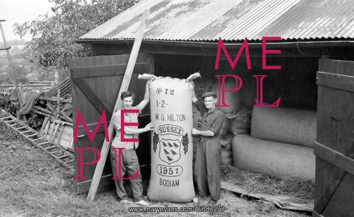  : Bodiam, Hop Packing 1957
