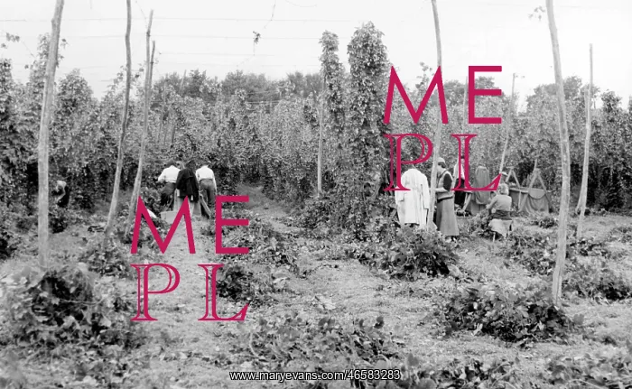  : Bodiam, Hop Picking c1955