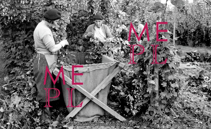  : Bodiam, Hop Picking c1955