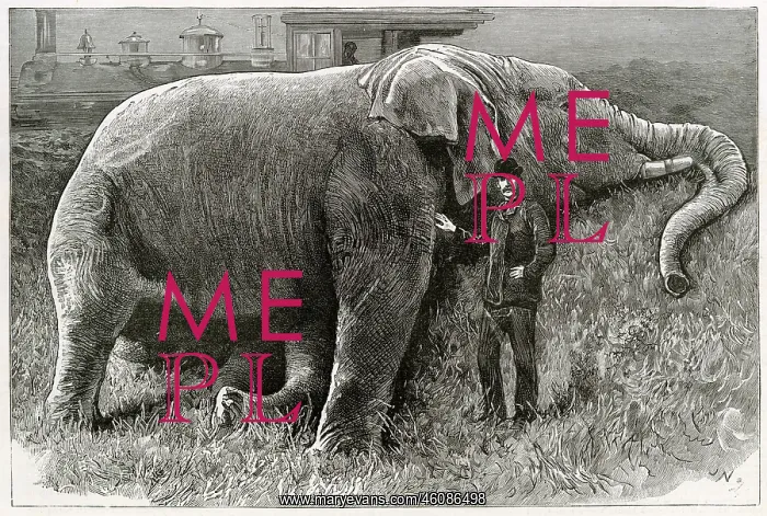 : The body of Jumbo the elephant : The body of Jumbo the elephant
