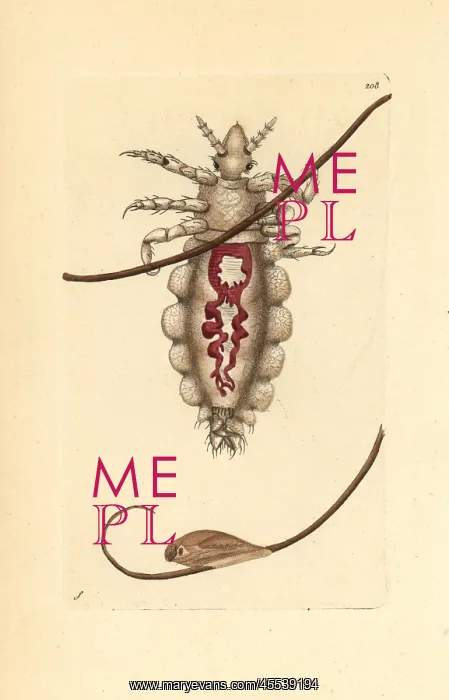  : Body louse, Pediculus humanus