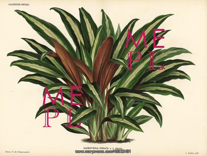 : Boesenbergia ornata : Boesenbergia ornata