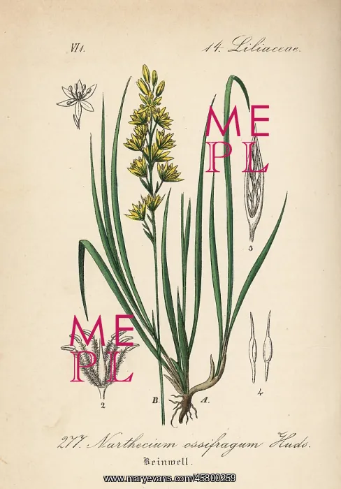 : Bog asphodel, Narthecium ossifragum : Bog asphodel, Narthecium ossifragum