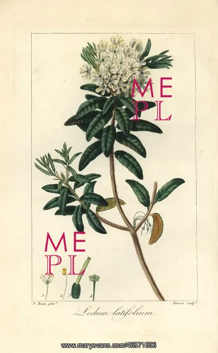 : Bog Labrador tea tree, Rhododendron groenlandicum : Bog Labrador tea tree, Rhododendron groenlandicum