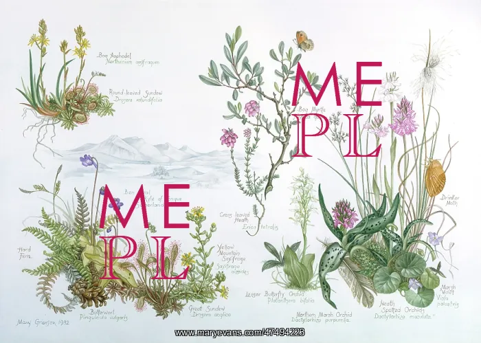 : Bog Plants of Sutherland : Bog Plants of Sutherland