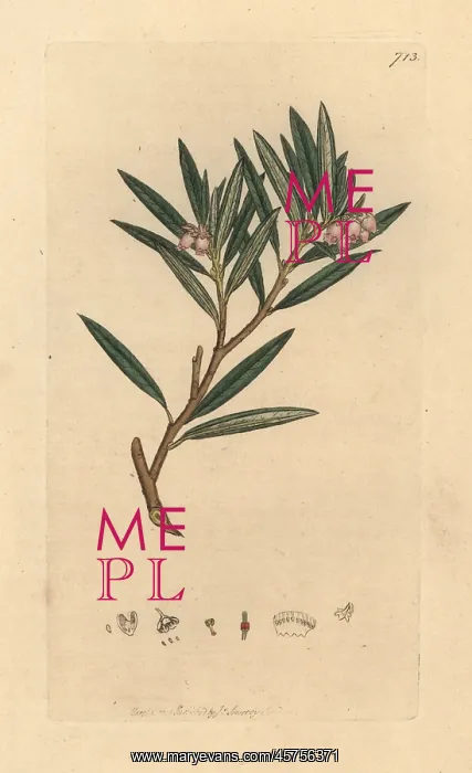 : Bog rosemary, Andromeda polifolia : Bog rosemary, Andromeda polifolia