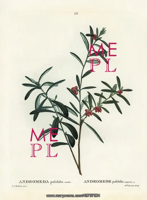 : Bog rosemary, Andromeda polifolia : Bog rosemary, Andromeda polifolia