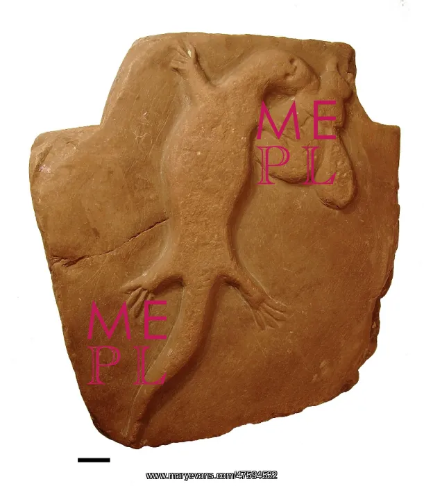 : Bogus fossil lizard : Bogus fossil lizard