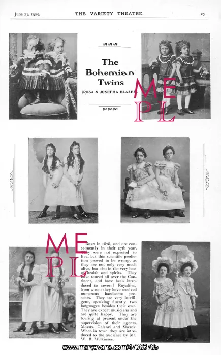 : BOHEMIAN SIAMESE TWINS : BOHEMIAN SIAMESE TWINS