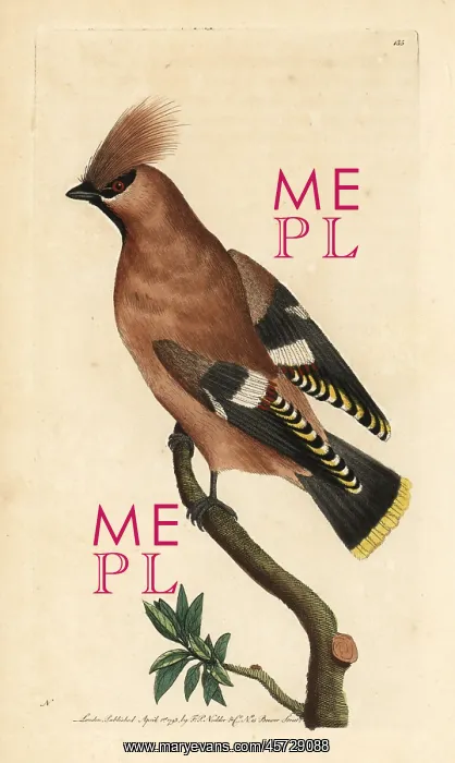 : Bohemian waxwing, Bombycilla garrulus : Bohemian waxwing, Bombycilla garrulus