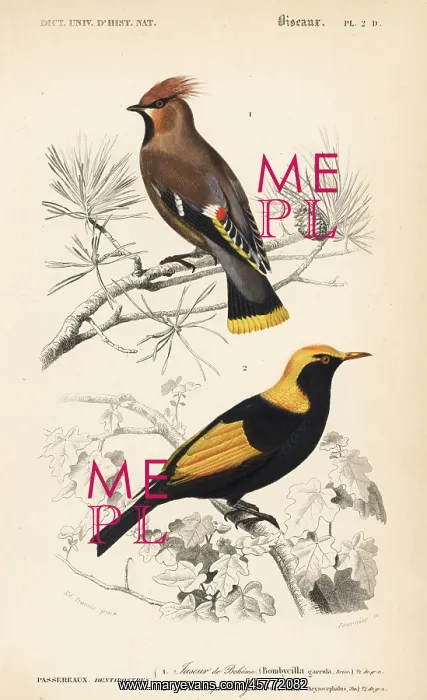 : Bohemian waxwing, Bombycilla garrulus, and : Bohemian waxwing, Bombycilla garrulus, and
