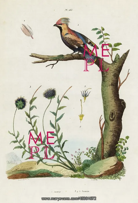 : Bohemian waxwing and sheep's bit : Bohemian waxwing and sheep's bit