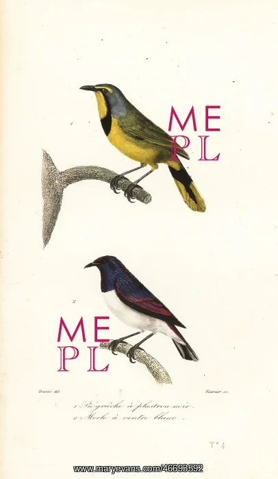 : Bokmakierie and violet-backed starling : Bokmakierie and violet-backed starling