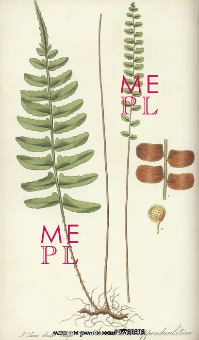 : Bolbitis appendiculata fern : Bolbitis appendiculata fern