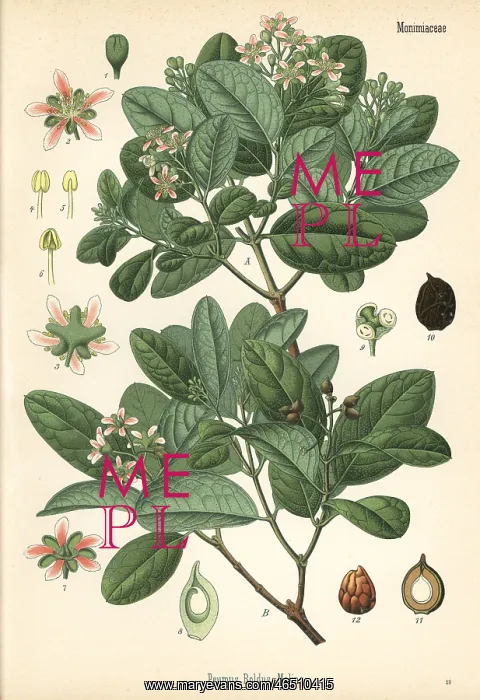 : Boldo tree, Peumus boldus : Boldo tree, Peumus boldus