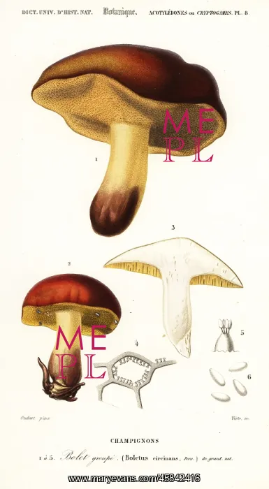 : Bolet mushroom, Boletus circinans : Bolet mushroom, Boletus circinans