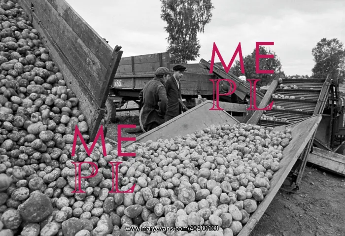 : Bolshevik collective farm : Bolshevik collective farm