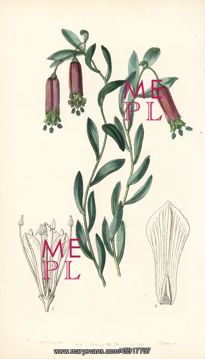 : Bomarea dulcis : Bomarea dulcis