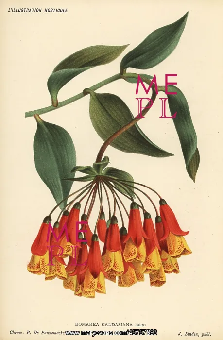 : Bomarea multiflora : Bomarea multiflora