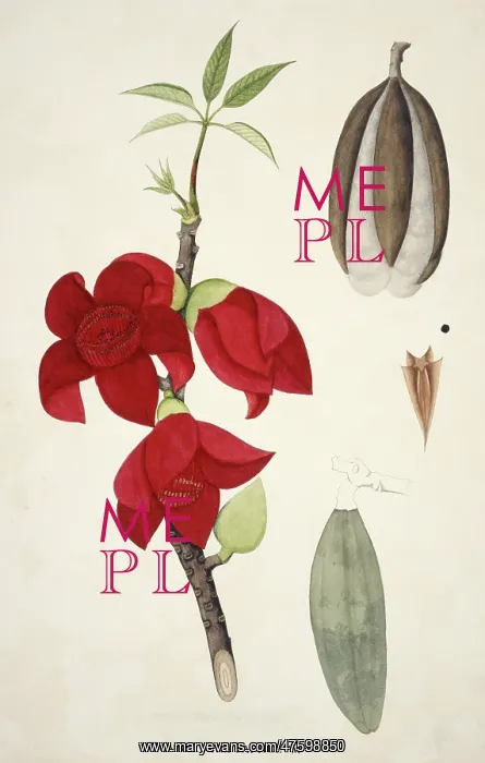  : Bombax heptaphyllum, silk-cotton tree