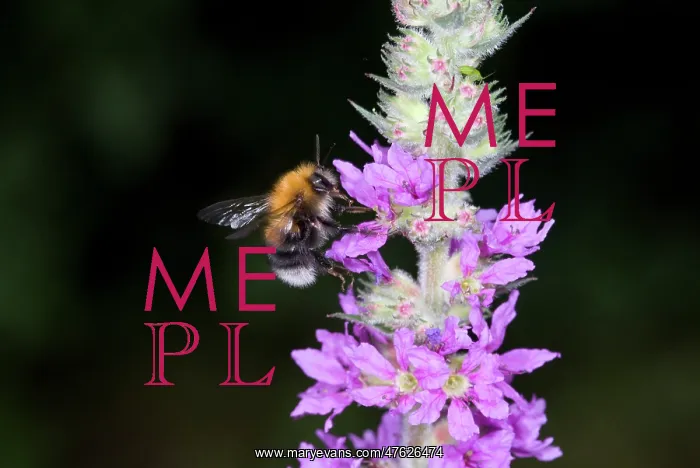 : Bombus hypnorum, bumblebee : Bombus hypnorum, bumblebee