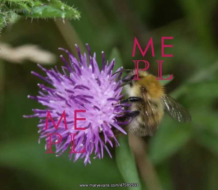  : Bombus pascorum, common carder bee