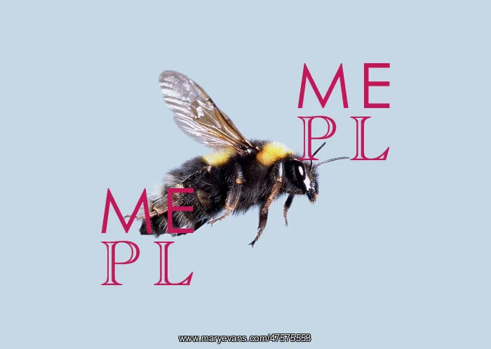 : Bombus sp. bumble bee : Bombus sp. bumble bee