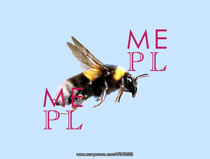 : Bombus sp. bumble bee : Bombus sp. bumble bee