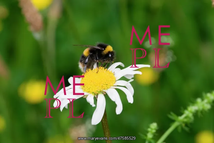 : Bombus sp, bumble bee : Bombus sp, bumble bee
