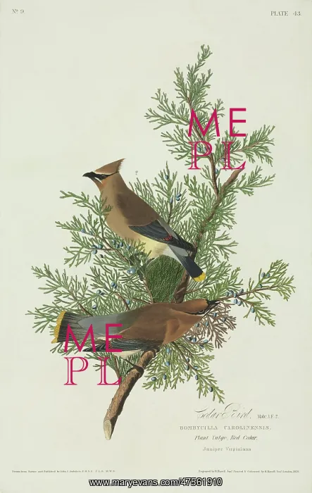 : Bombycilla cedrorum, cedar waxwing : Bombycilla cedrorum, cedar waxwing