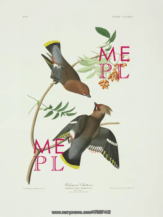 : Bombycilla garrulus, Bohemian waxwing : Bombycilla garrulus, Bohemian waxwing