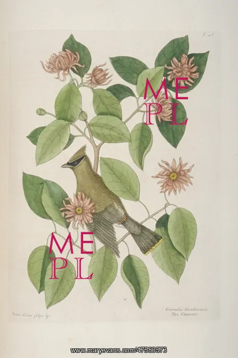  : Bombycilla garrulus, Bohemian waxwing