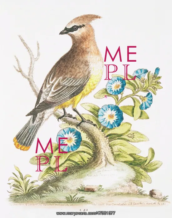 : Bombycilla garrulus, bohemian waxwing : Bombycilla garrulus, bohemian waxwing